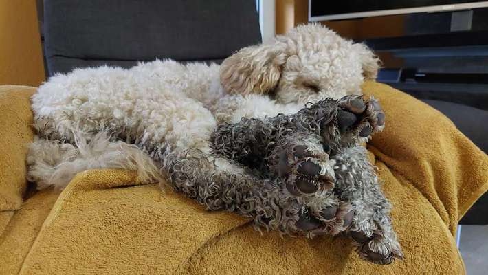 Freddys Kummerkasten-Beitrag-Bild