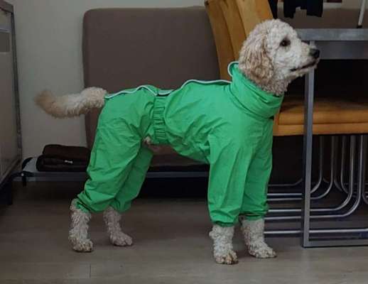 Hundekleidung (nicht nur für Pudel) bei nass/kaltem Wetter-Beitrag-Bild