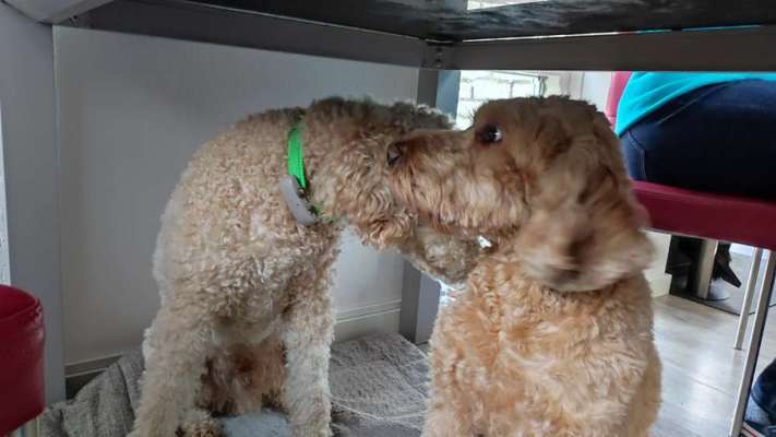 Freddys Kummerkasten-Beitrag-Bild