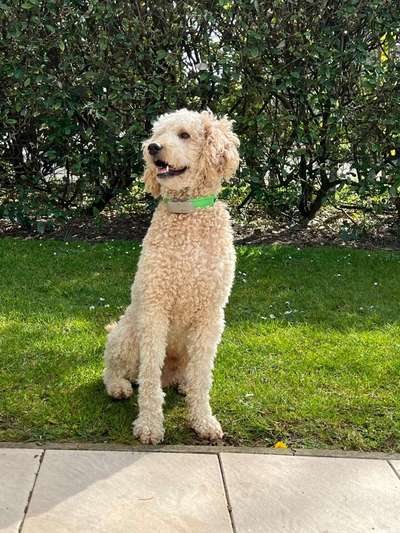 Freddys Kummerkasten-Beitrag-Bild