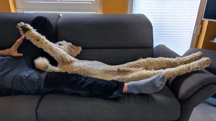 Dogorama Photo Challenge - Hündchen streckt dich-Beitrag-Bild