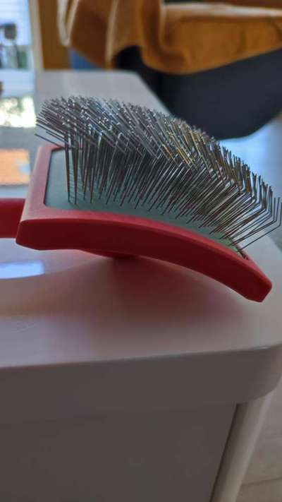 Alles rund um den Pudel-Beitrag-Bild