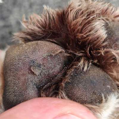 Kleine Verletzung an Tatze behandeln?-Beitrag-Bild