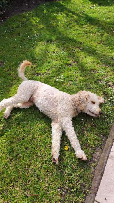 Freddys Kummerkasten-Beitrag-Bild