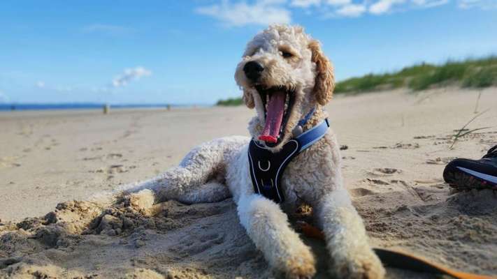 Freddys Kummerkasten-Beitrag-Bild