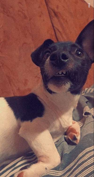 Postet das beste Foto von euren 4 beinern-Beitrag-Bild