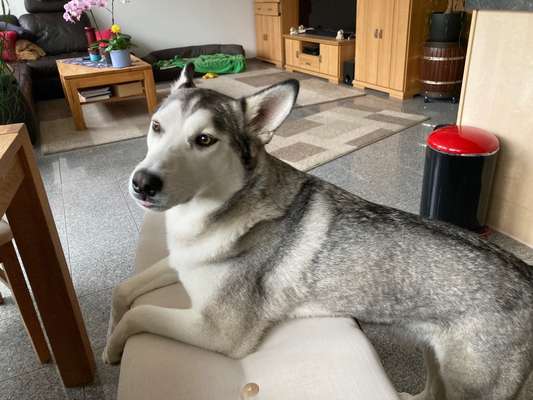 Nordische Hunde-Beitrag-Bild