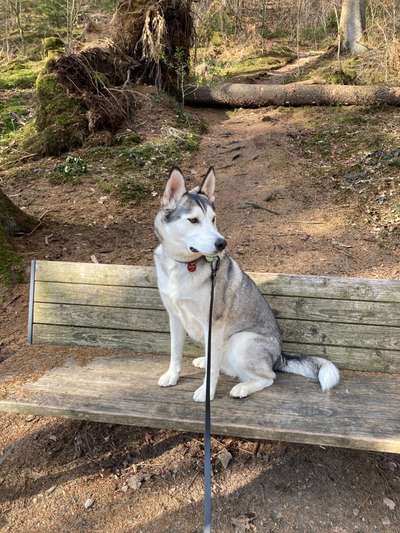 Nordische Hunde-Beitrag-Bild