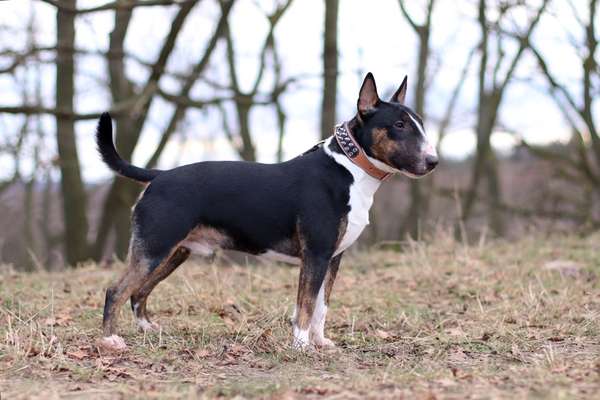 Miniatur Bull Terrier-Beitrag-Bild