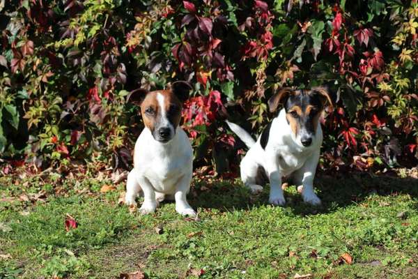 Jack Russell Terrier-Beitrag-Bild