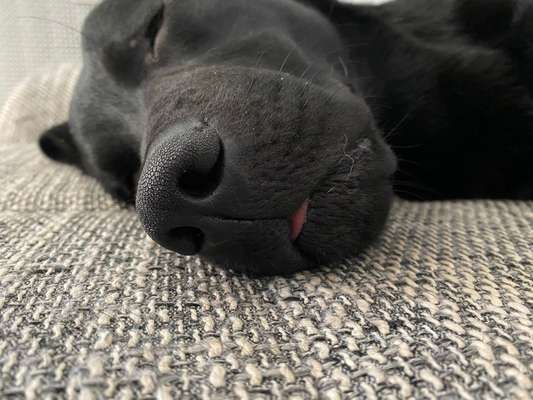 Labradorfans-Beitrag-Bild