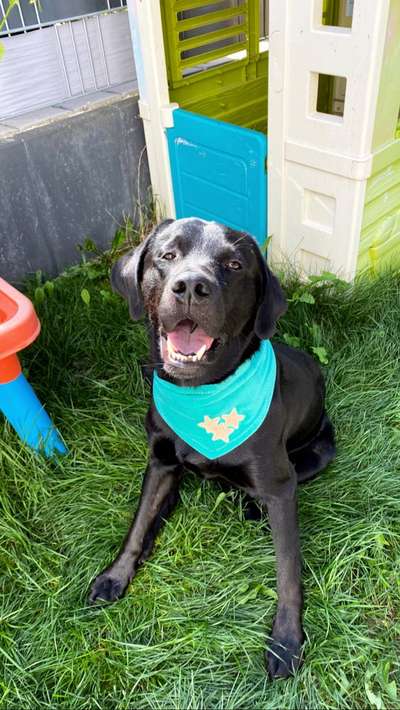 Labradorfans-Beitrag-Bild