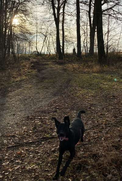 Labradorfans-Beitrag-Bild