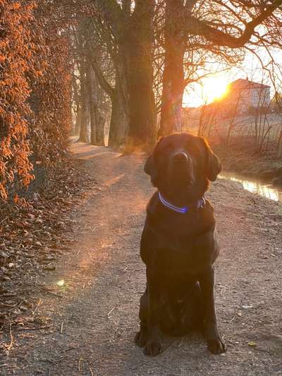 Labradorfans-Beitrag-Bild