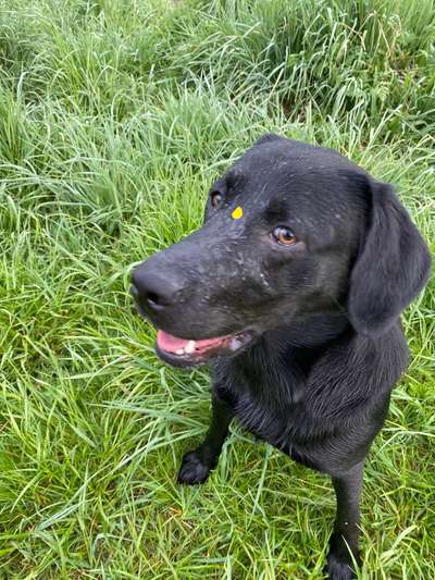 Labradorfans-Beitrag-Bild