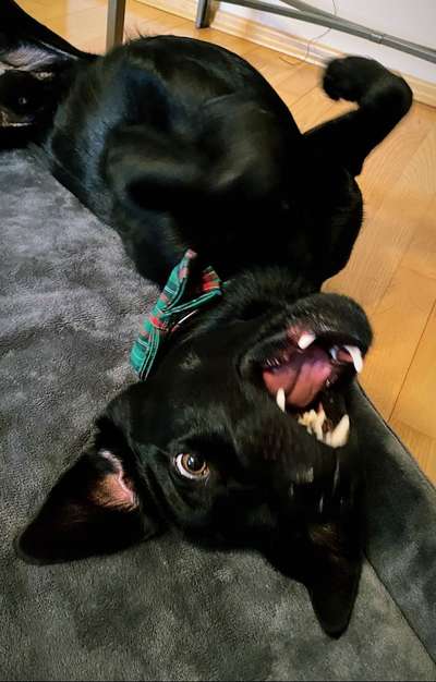 Labradorfans-Beitrag-Bild