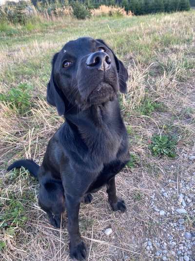 Labradorfans-Beitrag-Bild