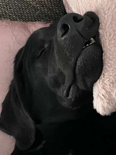 Labradorfans-Beitrag-Bild