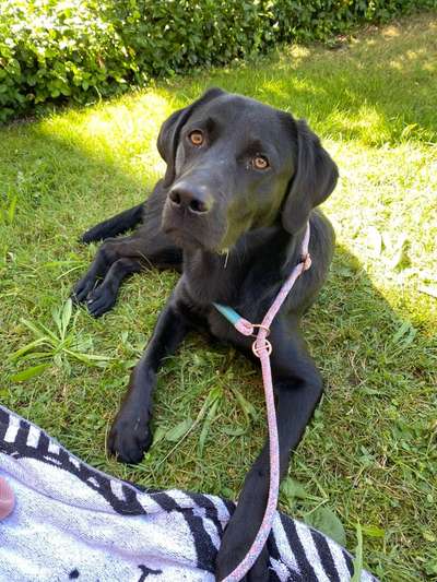 Labradorfans-Beitrag-Bild