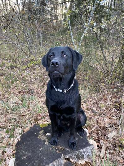 Labradorfans-Beitrag-Bild