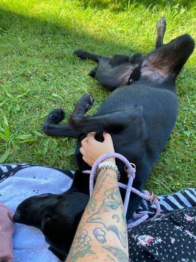 Labradorfans-Beitrag-Bild