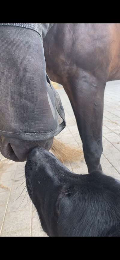 Labradorfans-Beitrag-Bild