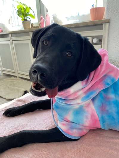 Labradorfans-Beitrag-Bild