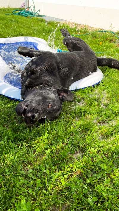 Labradorfans-Beitrag-Bild