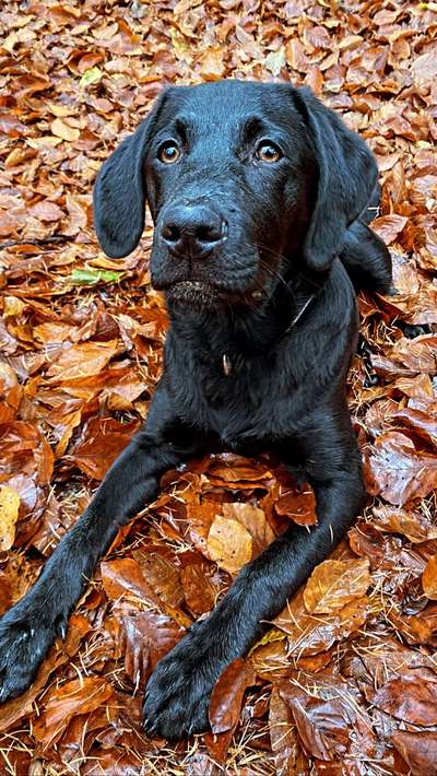 Labradorfans-Beitrag-Bild