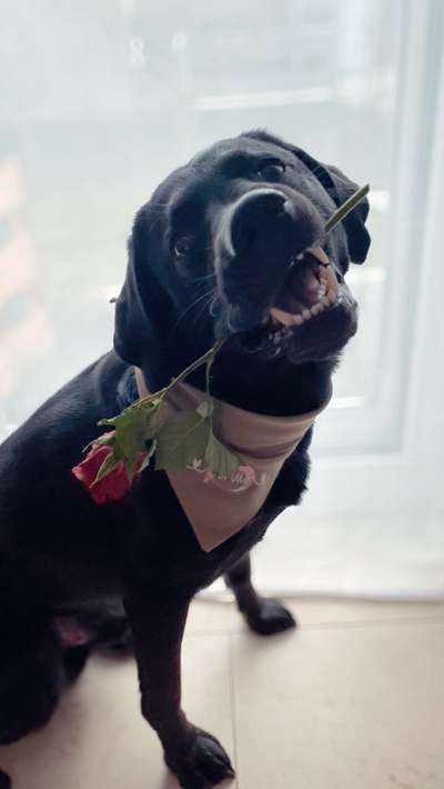 Labradorfans-Beitrag-Bild