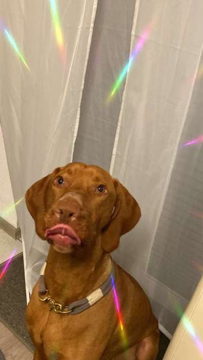 Fotochallenge Nr. 59 - Mein Hund zeigt die Zunge-Beitrag-Bild