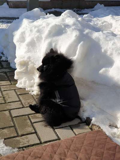 Dogorama Photo Challenge - Es wird nochmal kalt!-Beitrag-Bild