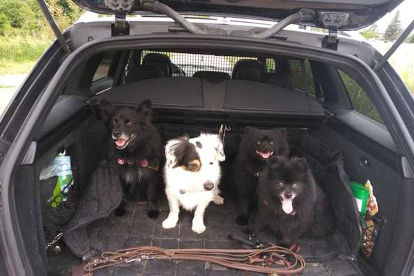 FOTOCHALLENGE 70 - Dein Hund im Auto-Beitrag-Bild