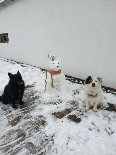 Dogorama Photo Challenge - Es wird nochmal kalt!-Beitrag-Bild