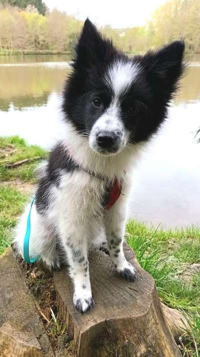 Seltene Rassen!-Beitrag-Bild