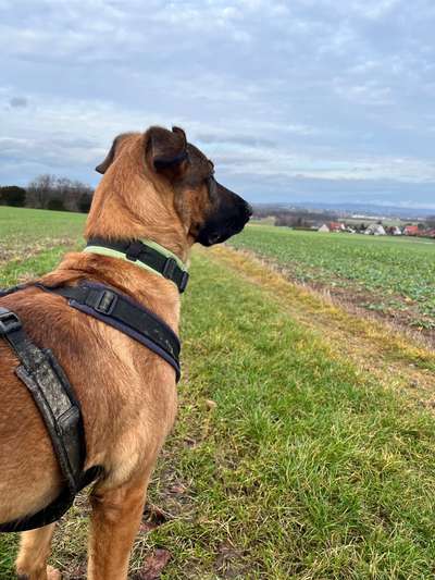 Malinois-Beitrag-Bild