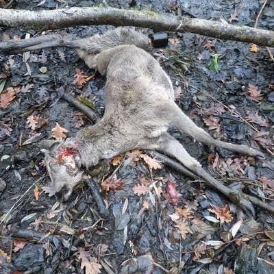 Giftköder-Totes Tier/ Tierkadaver (Reh)-Bild