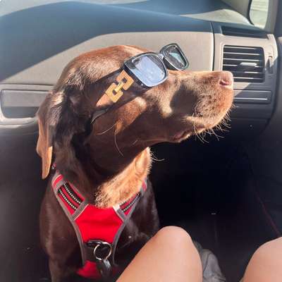 Hundetreffen-Gassirunden im Prinzenpark-Bild