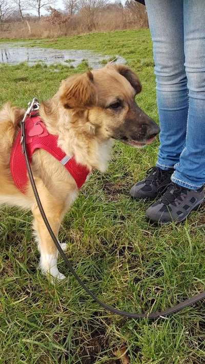 Mischlinge - die beste Rasse die es gibt-Beitrag-Bild