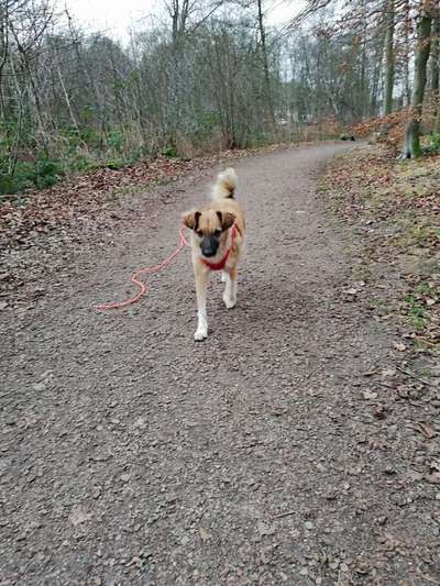 Mischlinge - die beste Rasse die es gibt-Beitrag-Bild