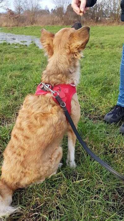 Mischlinge - die beste Rasse die es gibt-Beitrag-Bild