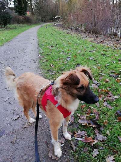 Mischlinge - die beste Rasse die es gibt-Beitrag-Bild