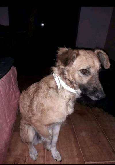 Mischlinge - die beste Rasse die es gibt-Beitrag-Bild