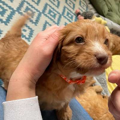 Hundetreffen-Welpentreff-Bild