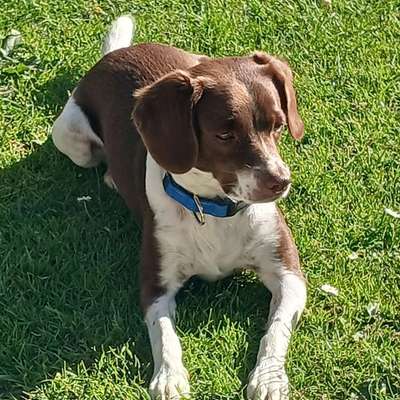 TierschutzhundeStammtisch🐕-Beitrag-Bild