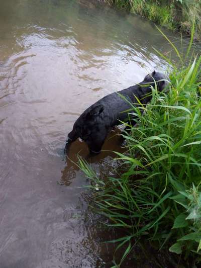 Hundetreffen-Badetoureen an der Itz zur Abkühlung-Bild