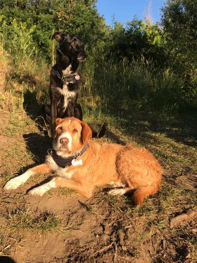 Die Dogorama Monats Challenge "Es grünt und blüht"-Beitrag-Bild