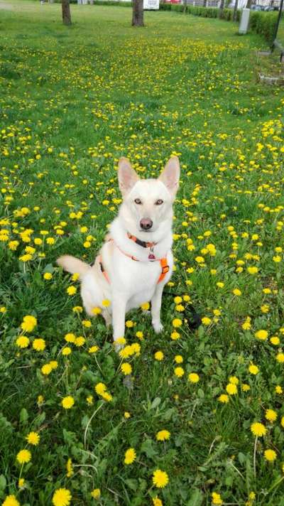 Die Dogorama Monats Challenge "Es grünt und blüht"-Beitrag-Bild