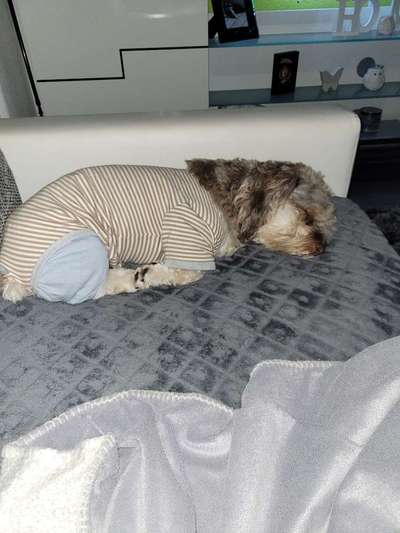 Kastrationswunde-Beitrag-Bild