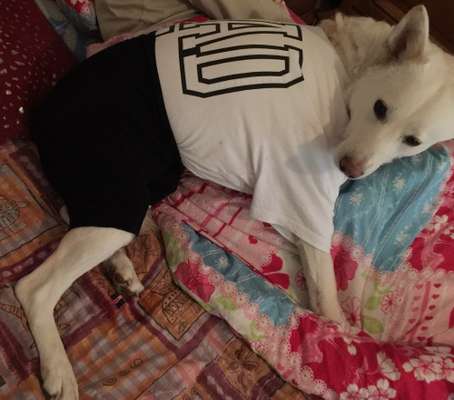 Fotochallange nr. 106
Der geschmückte Hund.-Beitrag-Bild